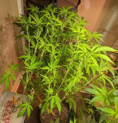 Strawberry Banana. Week 17