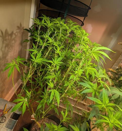 Strawberry Banana. Week 17