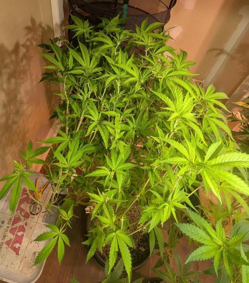 Strawberry Banana. Week 17