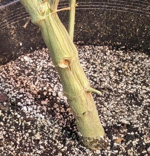 Strawberry Banana. Week 17