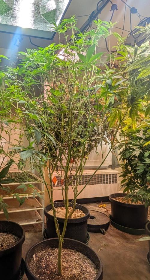 Hellfire OG. Week 17