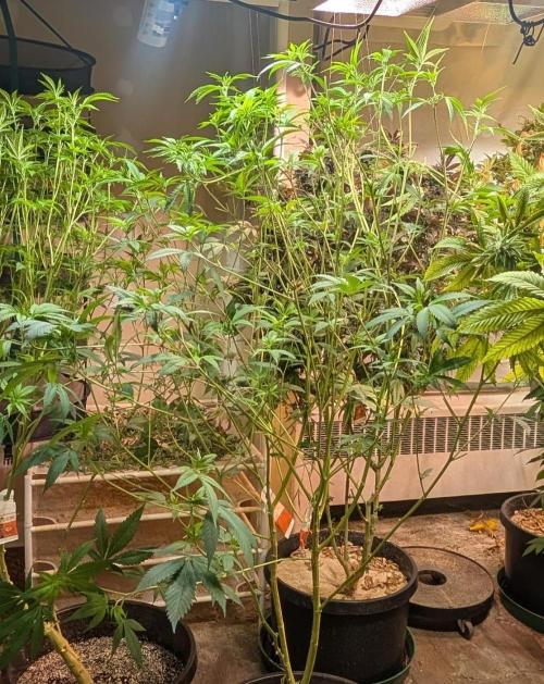 Hellfire OG. Week 17