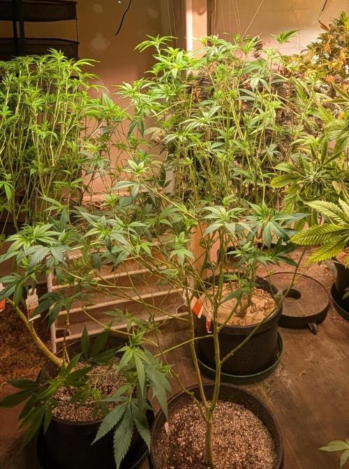 Hellfire OG. Week 17