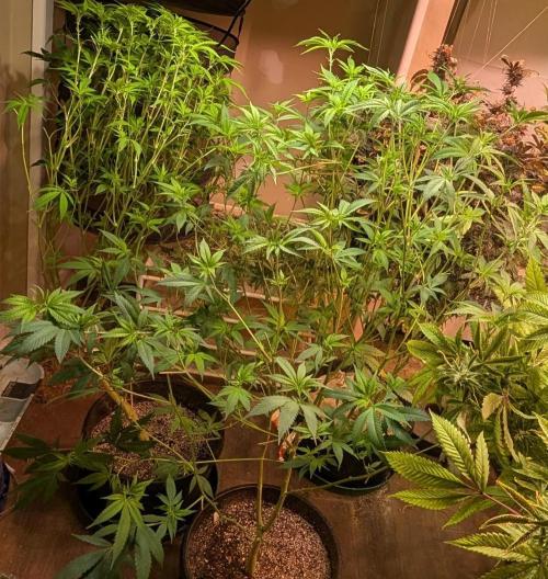 Hellfire OG. Week 17