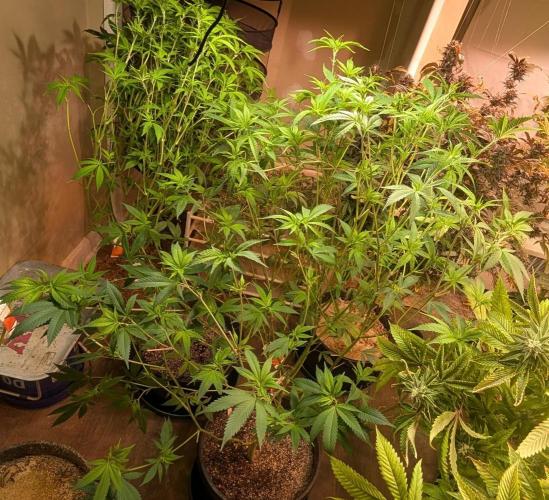 Hellfire OG. Week 17