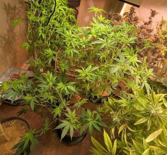 Hellfire OG. Week 17