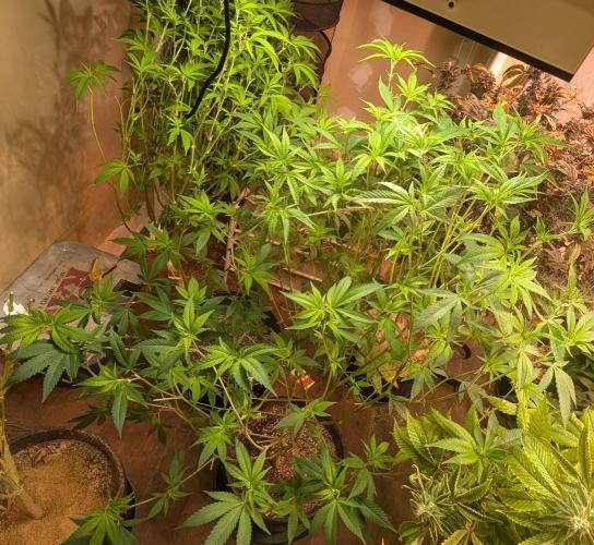 Hellfire OG. Week 17