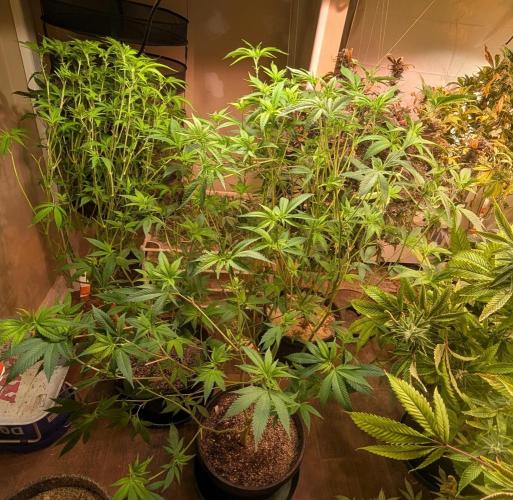 Hellfire OG. Week 17