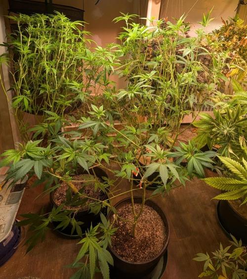 Hellfire OG. Week 17