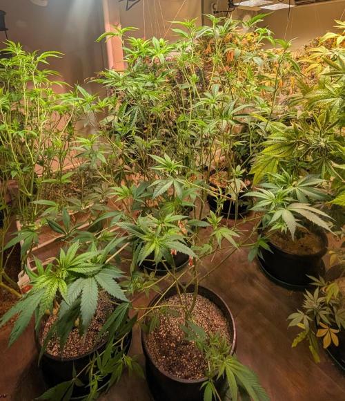 Hellfire OG. Week 17