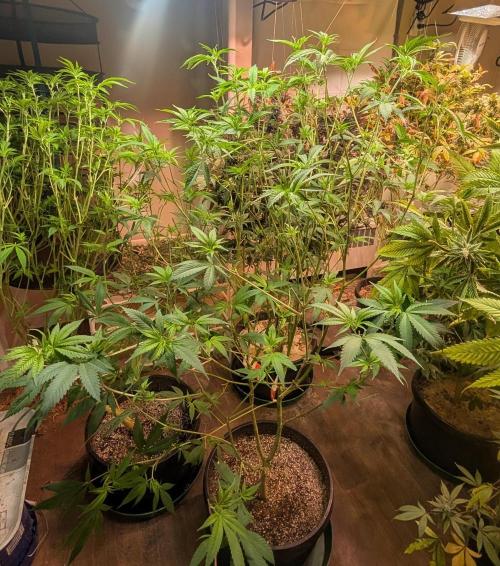 Hellfire OG. Week 17