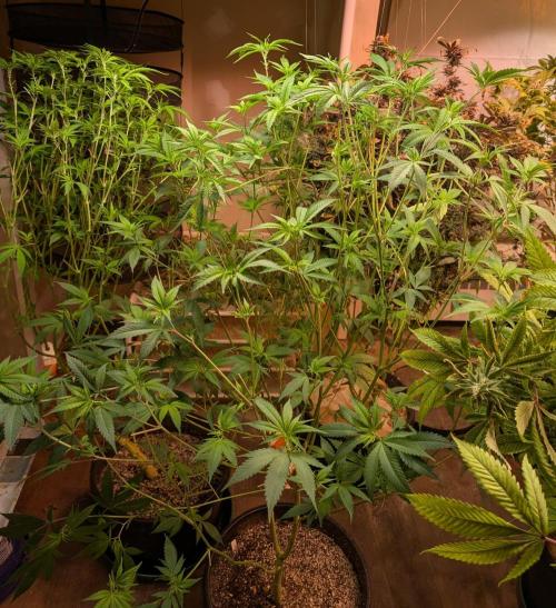 Hellfire OG. Week 17