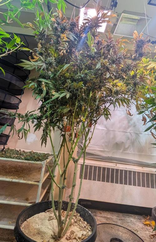 Gold Bar Kush. Week 23