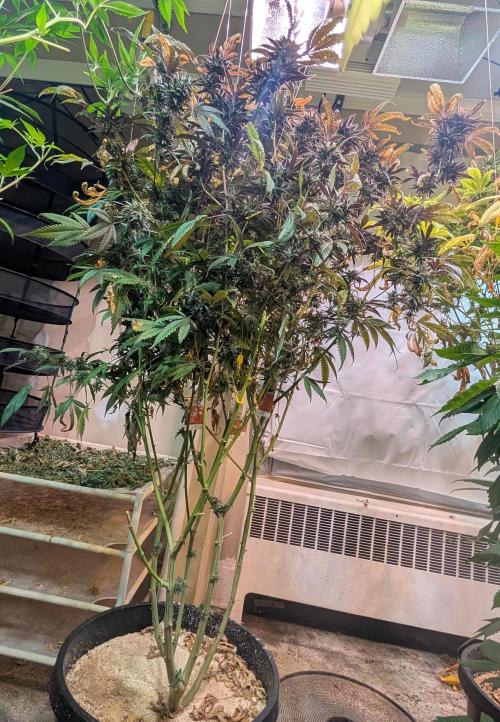 Gold Bar Kush. Week 23