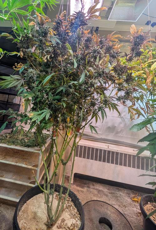 Gold Bar Kush. Week 23