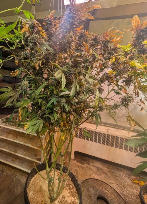 Gold Bar Kush. Week 23