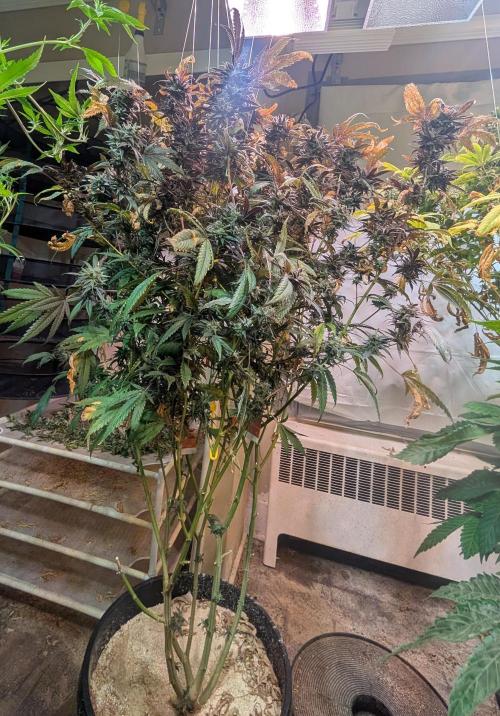 Gold Bar Kush. Week 23