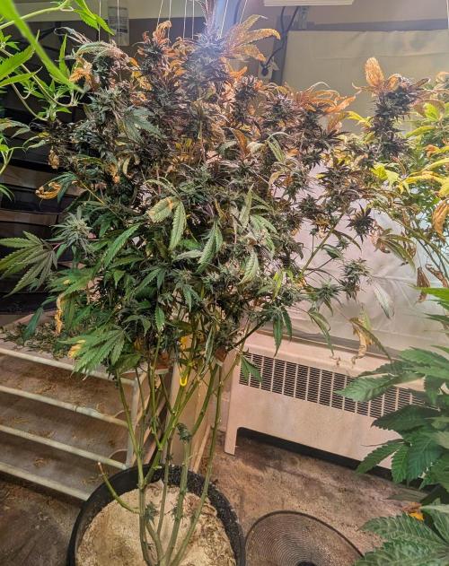 Gold Bar Kush. Week 23