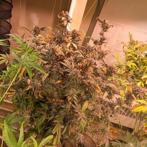 Gold Bar Kush. Week 23