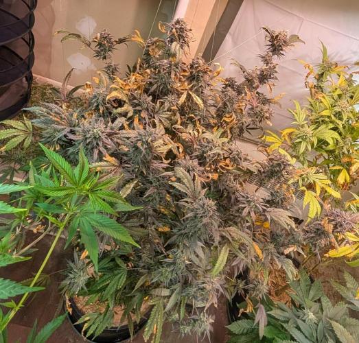 Gold Bar Kush. Week 23