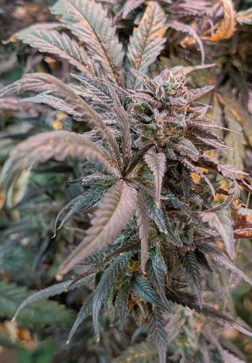 Gold Bar Kush. Week 23