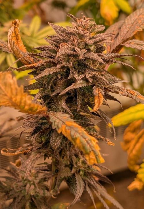 Gold Bar Kush. Week 23