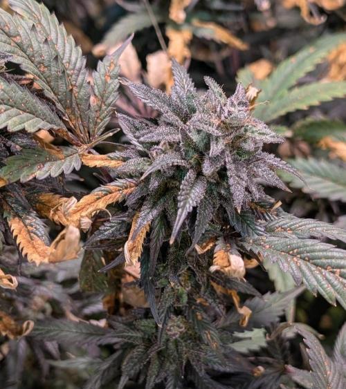 Gold Bar Kush. Week 23