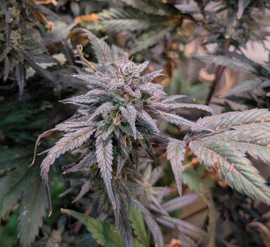 Gold Bar Kush. Week 23