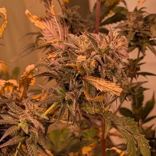 Gold Bar Kush. Week 23