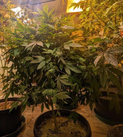 Apple Fritter. Week 23