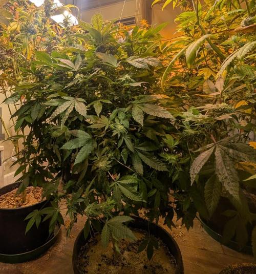 Apple Fritter. Week 23