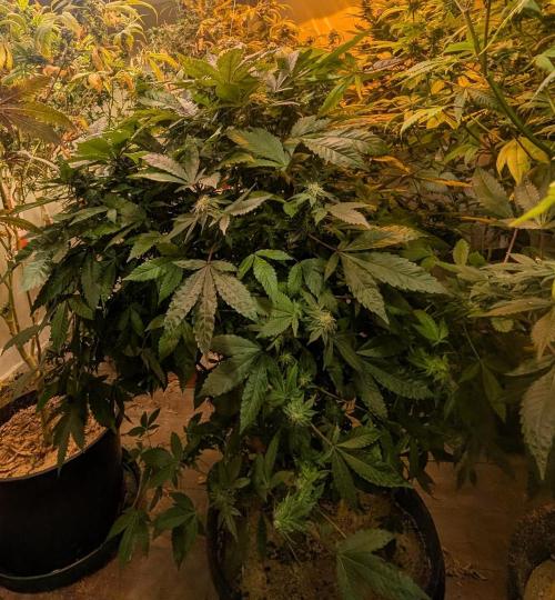 Apple Fritter. Week 23