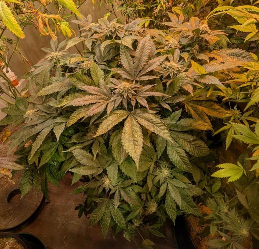 Apple Fritter. Week 23