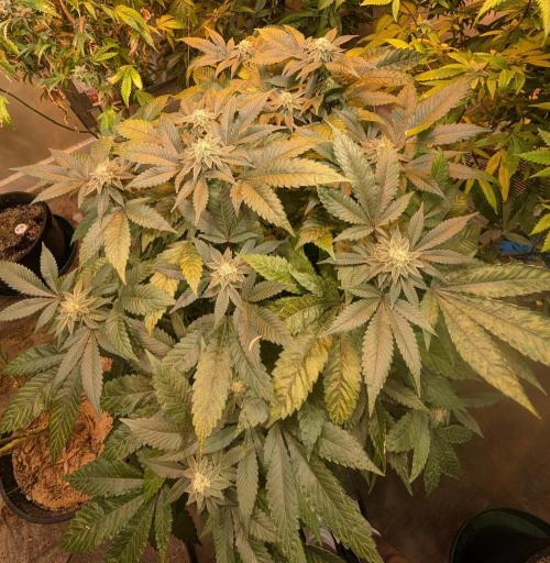 Apple Fritter. Week 23