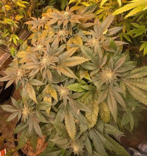 Apple Fritter. Week 23