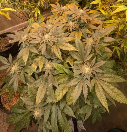 Apple Fritter. Week 23