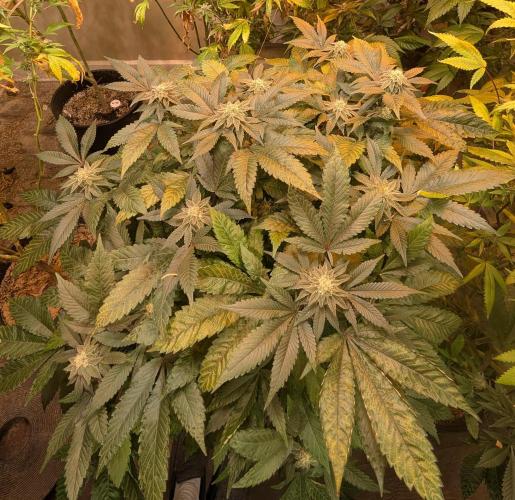 Apple Fritter. Week 23