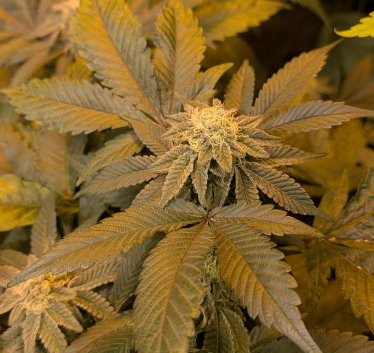 Apple Fritter. Week 23