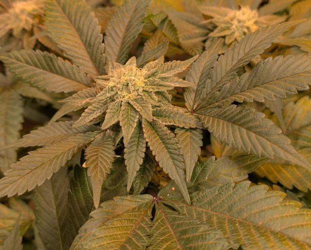 Apple Fritter. Week 23