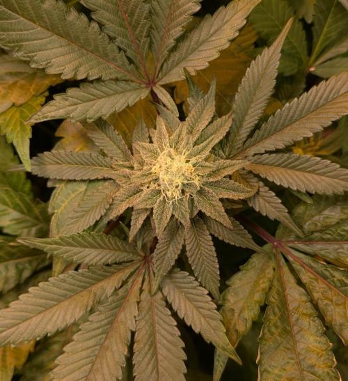 Apple Fritter. Week 23