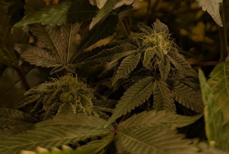 Apple Fritter. Week 23