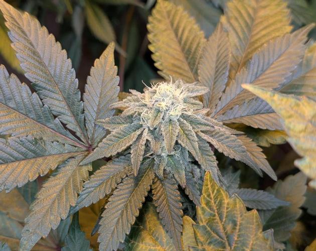 Apple Fritter. Week 23