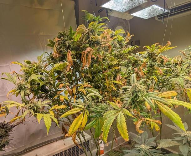 Cement Shoes. Week 23