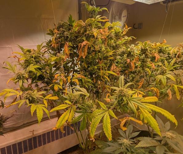 Cement Shoes. Week 23