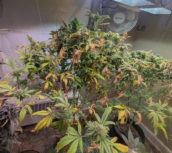 Cement Shoes. Week 23