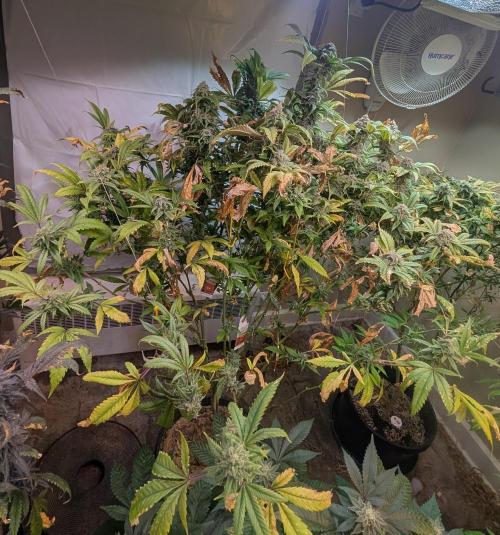 Cement Shoes. Week 23