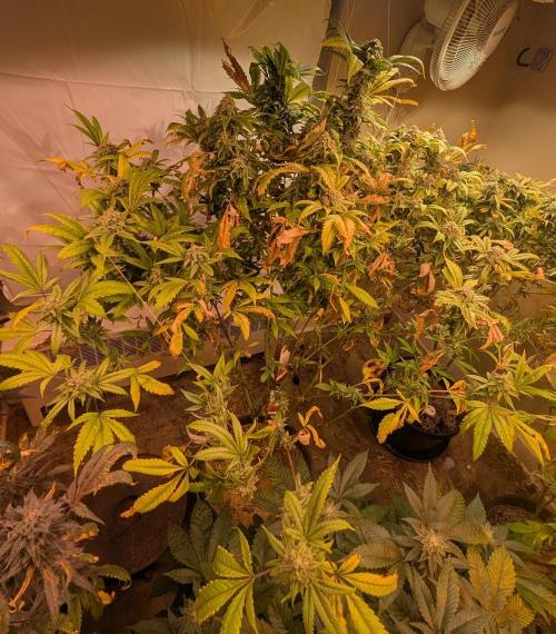 Cement Shoes. Week 23