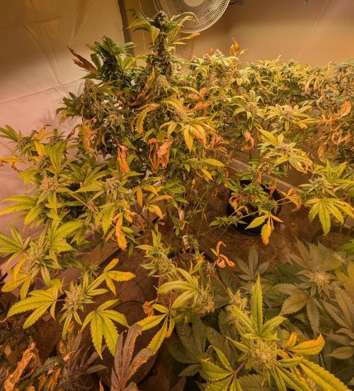 Cement Shoes. Week 23