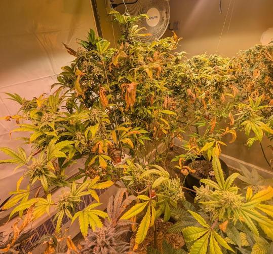 Cement Shoes. Week 23