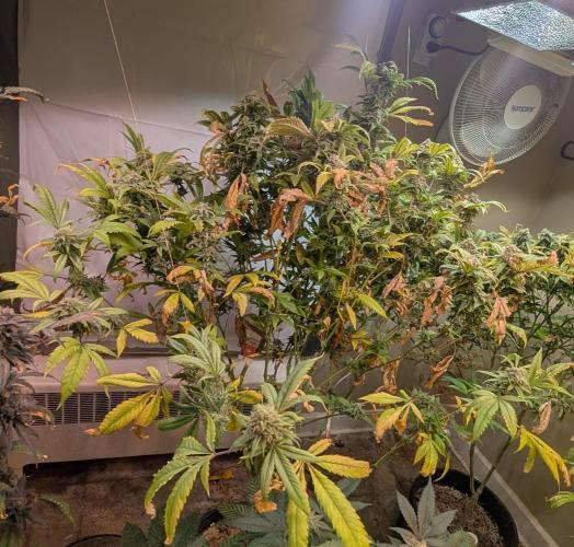 Cement Shoes. Week 23